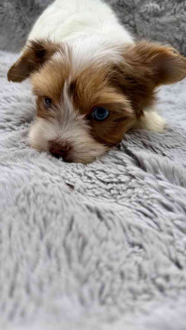 Biewer Jorkšírský terier bez PP - foto 11