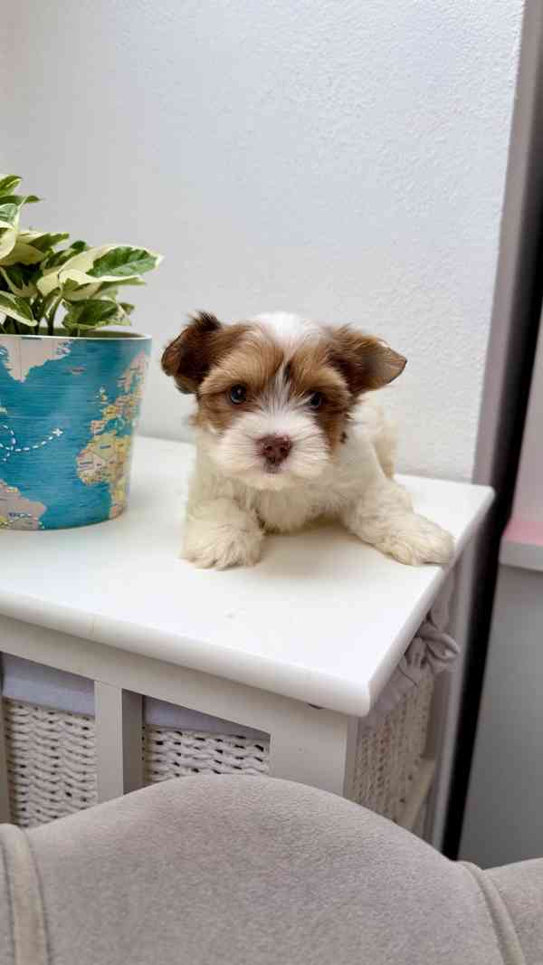 Biewer Jorkšírský terier bez PP - foto 7