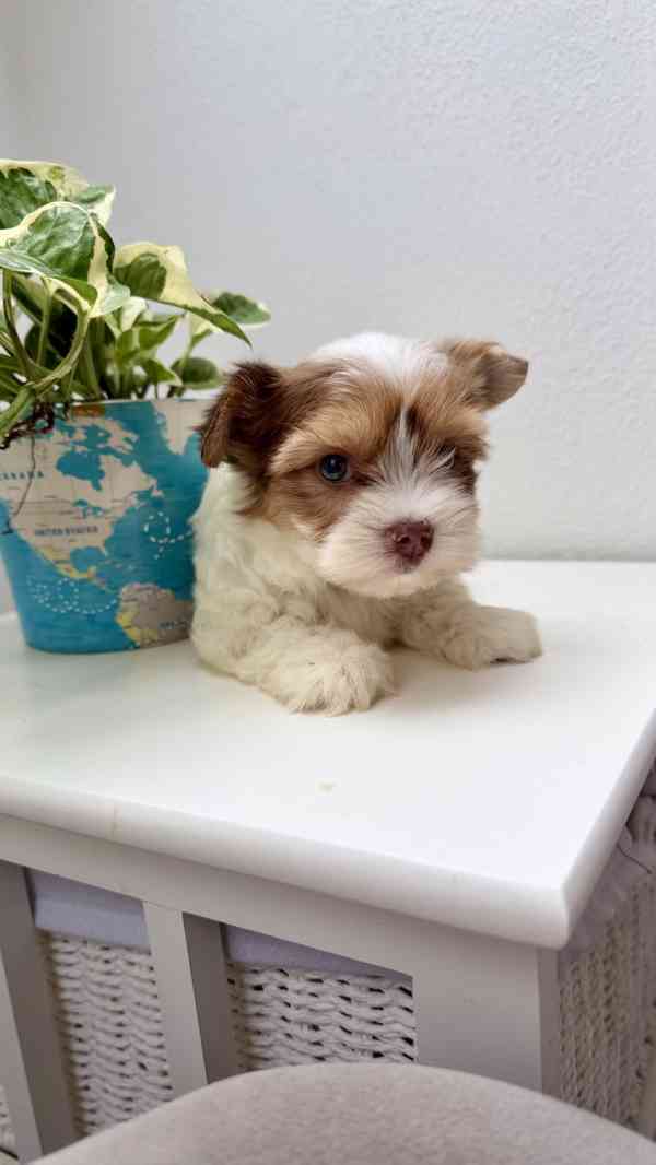 Biewer Jorkšírský terier bez PP - foto 2