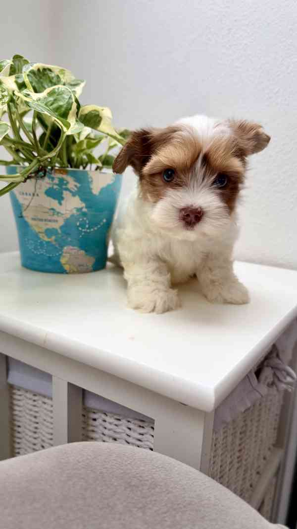 Biewer Jorkšírský terier bez PP - foto 5