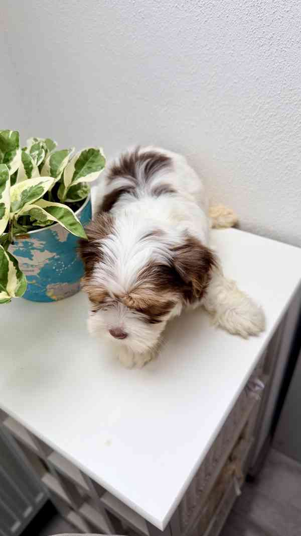 Biewer Jorkšírský terier bez PP - foto 13