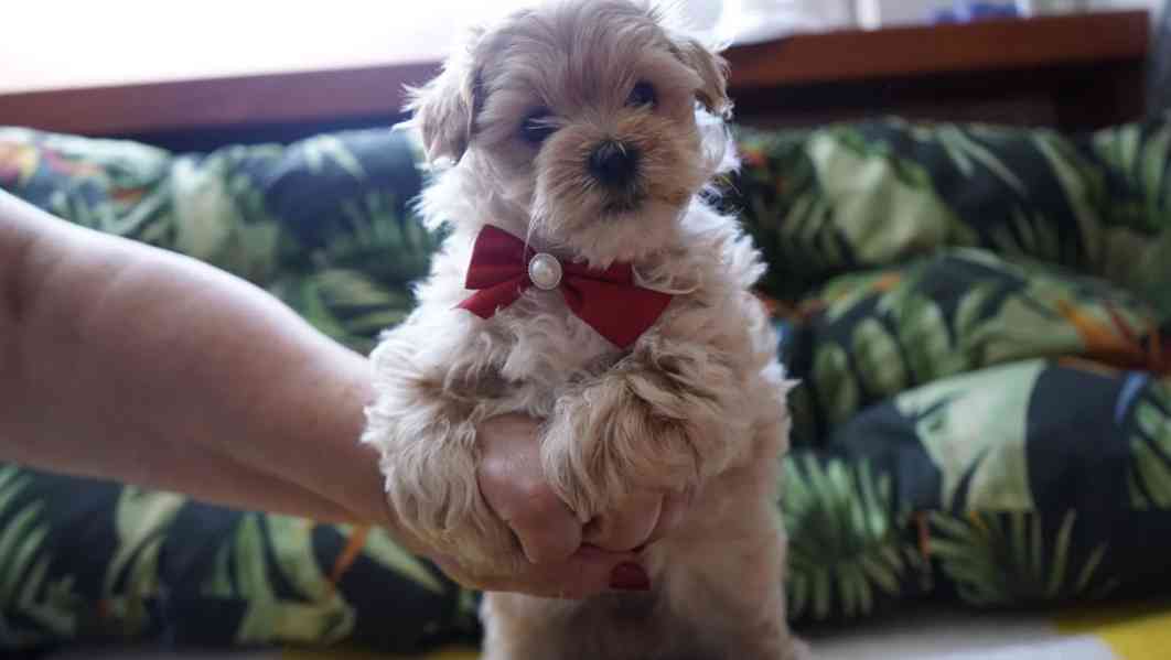 Mini Maltipoo fenka  - foto 1