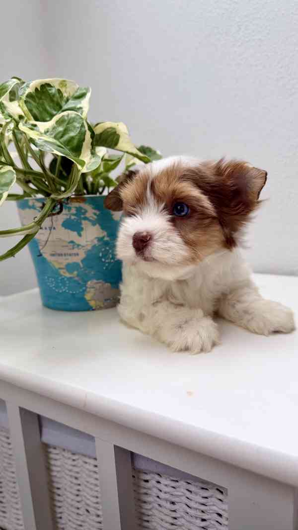 Biewer Jorkšírský terier bez PP - foto 14