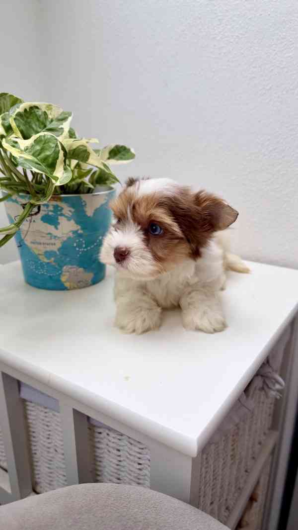 Biewer Jorkšírský terier bez PP - foto 4