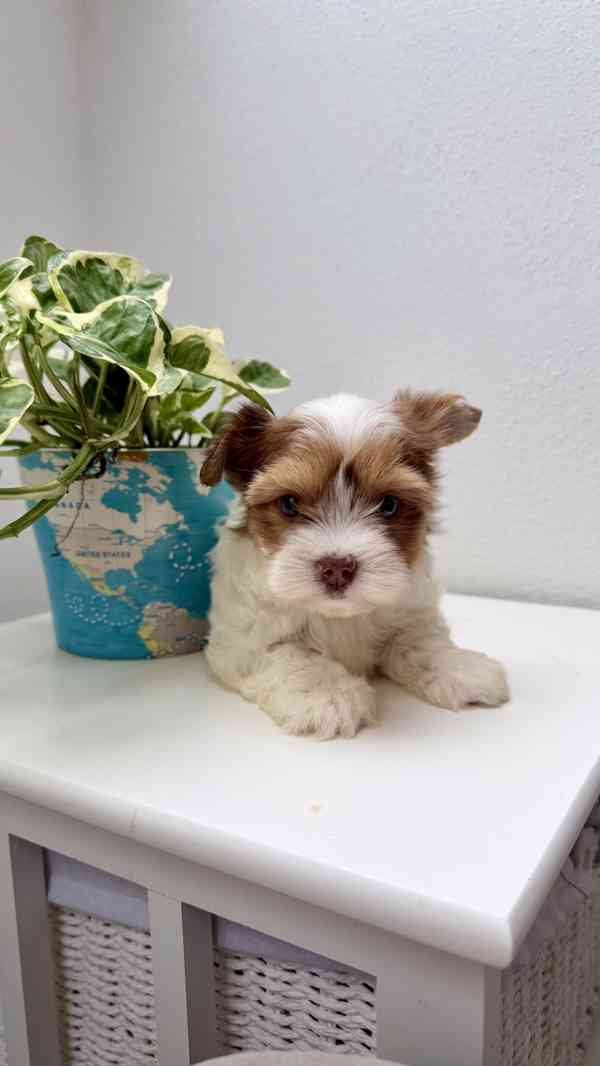 Biewer Jorkšírský terier bez PP - foto 15