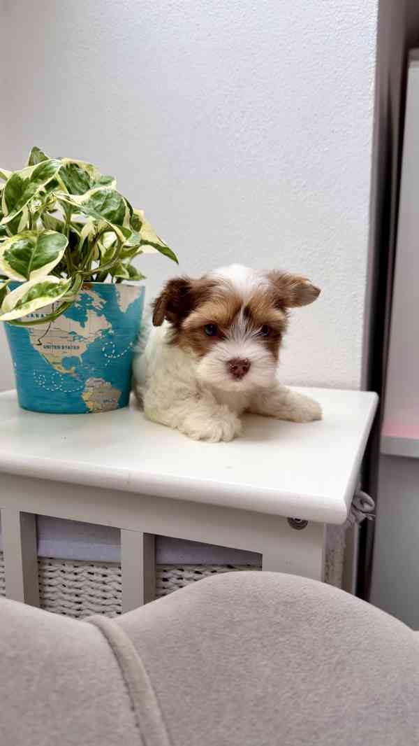 Biewer Jorkšírský terier bez PP - foto 3