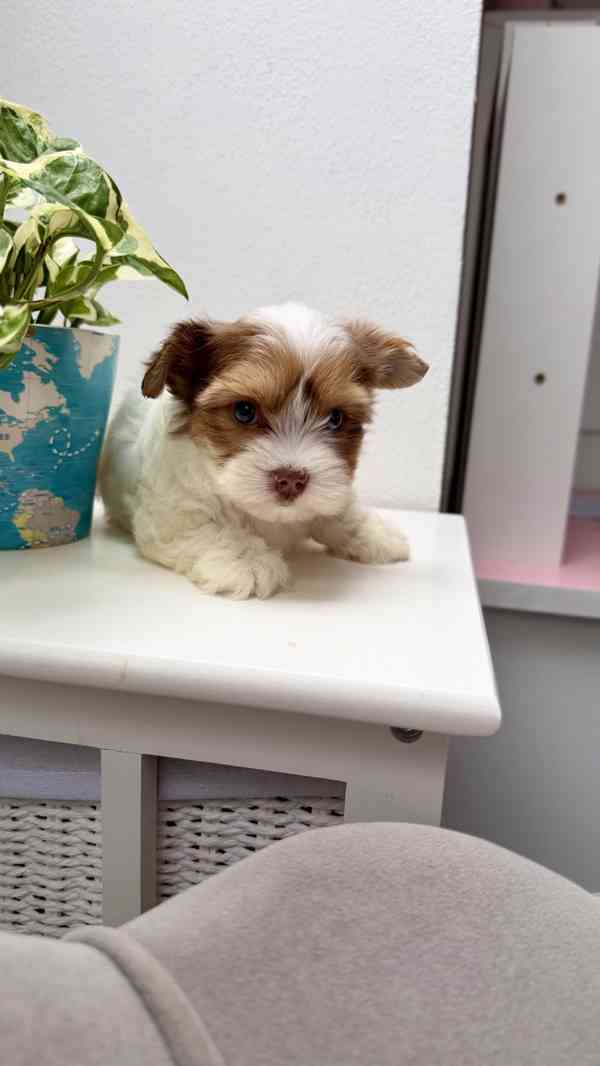 Biewer Jorkšírský terier bez PP - foto 6