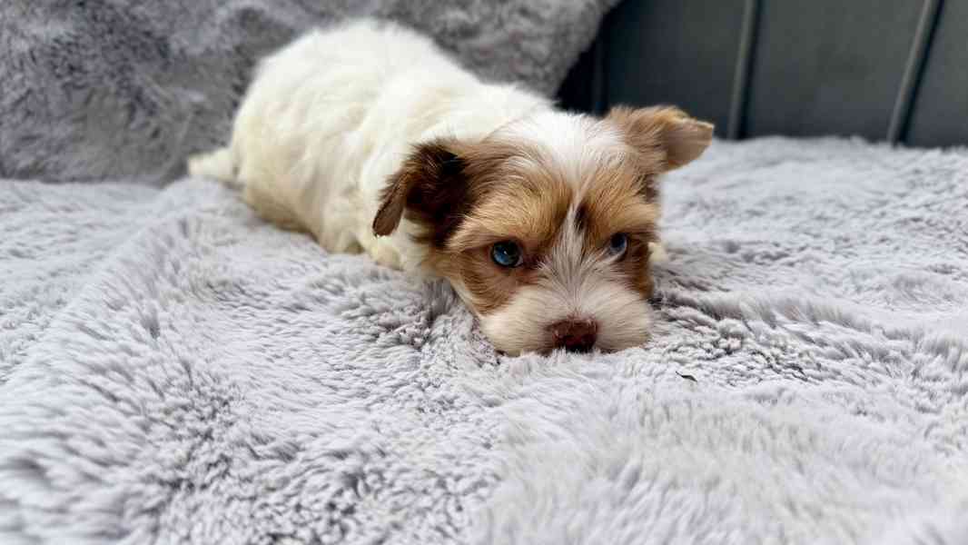 Biewer Jorkšírský terier bez PP - foto 10