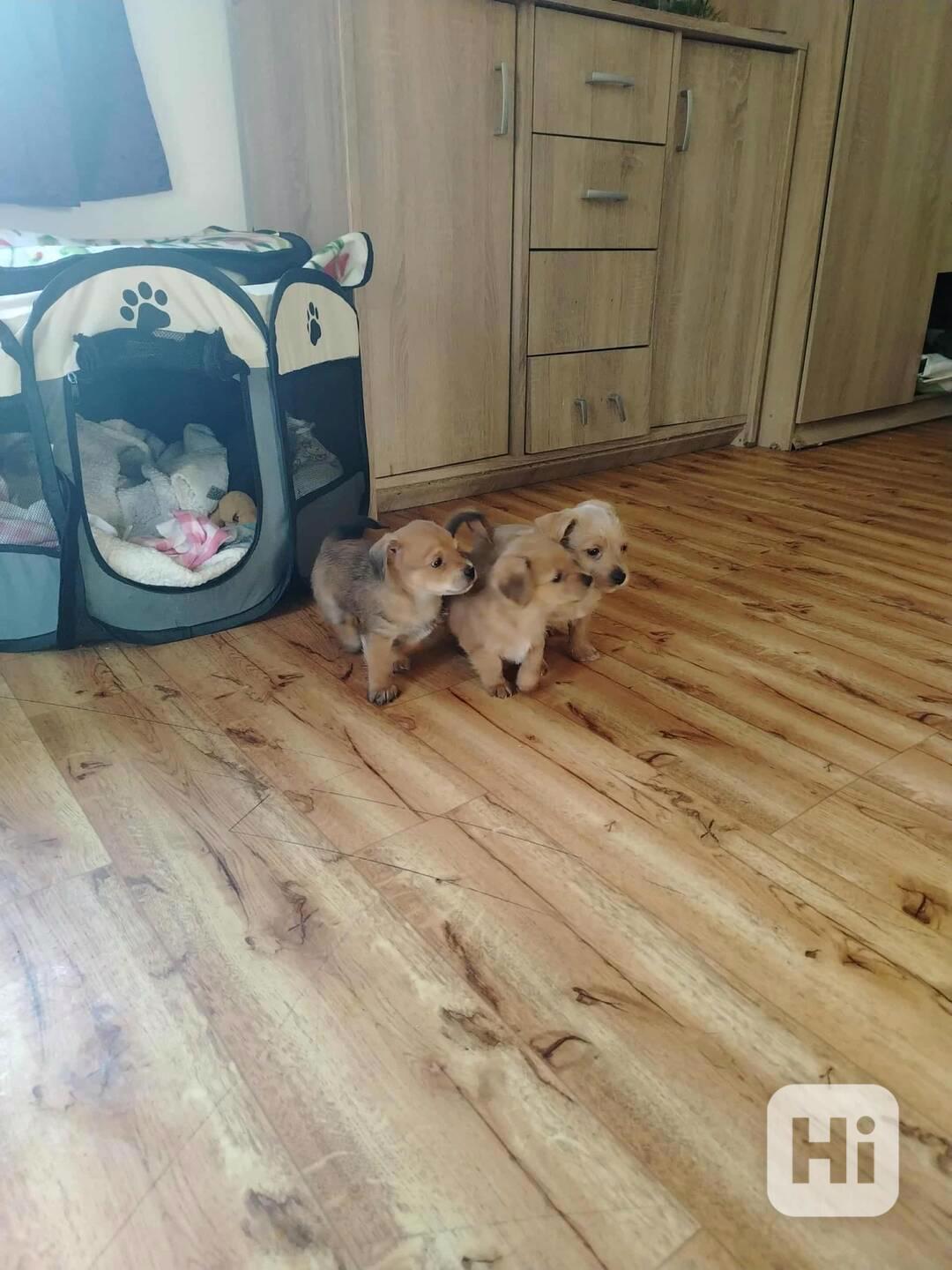 🐶 Na prodej – rozkošná štěňátka kříženců jorkšíra a čivavy - foto 1