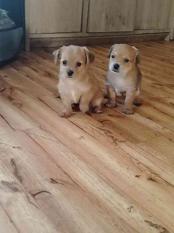🐶 Na prodej – rozkošná štěňátka kříženců jorkšíra a čivavy - foto 3
