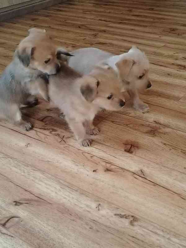 🐶 Na prodej – rozkošná štěňátka kříženců jorkšíra a čivavy - foto 2