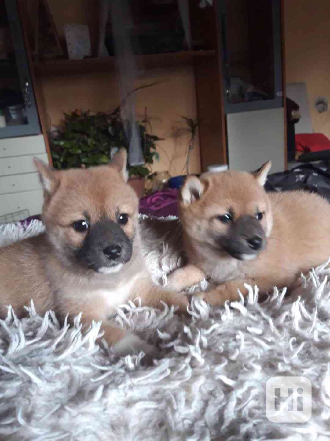 Schiba Inu  - foto 1