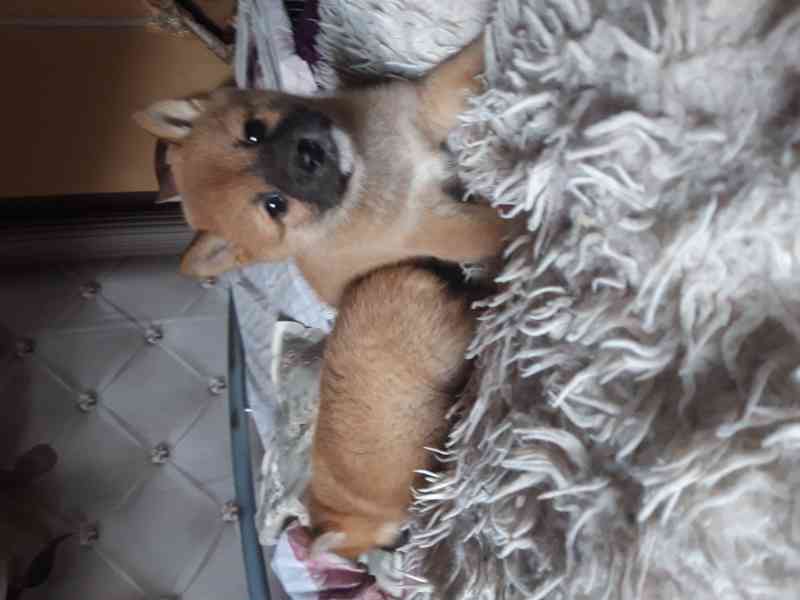 Schiba Inu  - foto 3