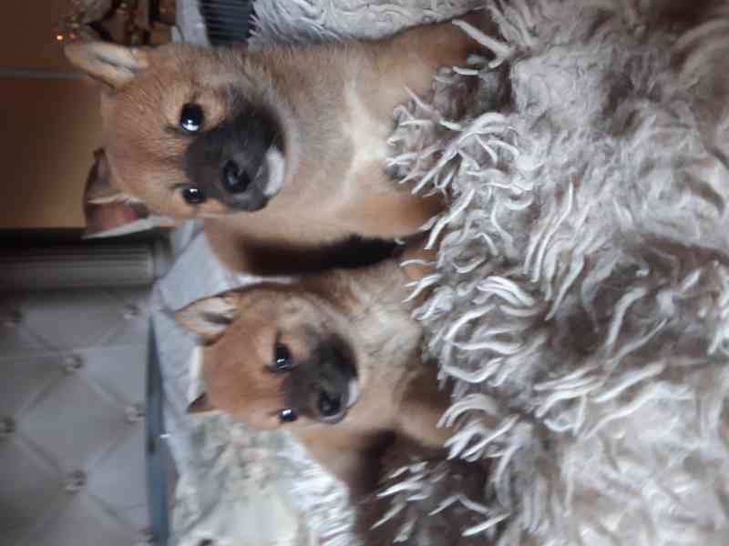 Schiba Inu  - foto 2