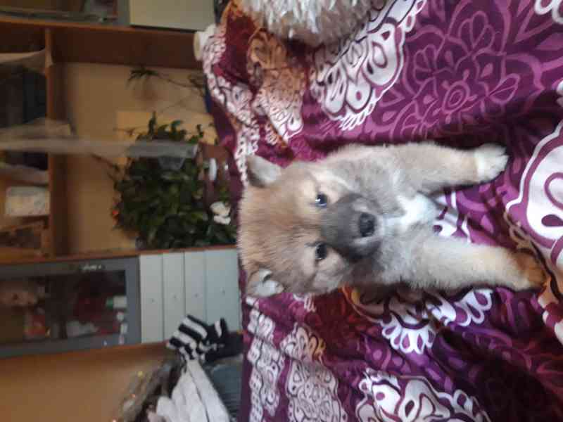 Schiba Inu  - foto 5