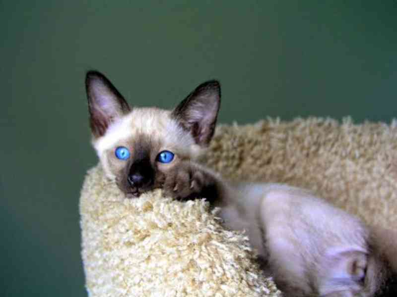 Prodám zdravá, očkovaná a odčervená Siamská koťátka. - foto 3