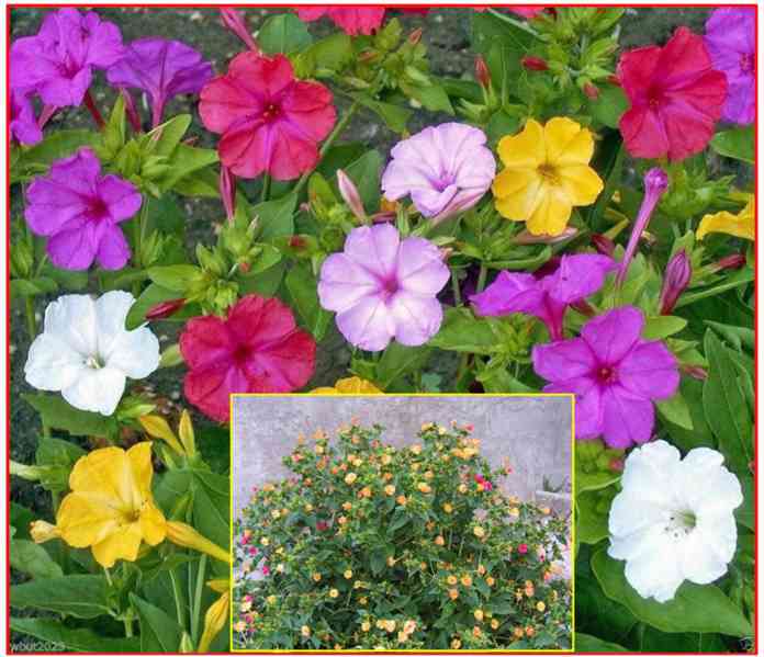 SAZENICE MIRABILIS JALAPA NOCENKA MIX BAREV - foto 1