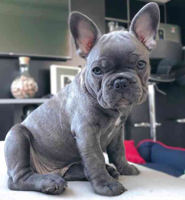 Štěňata Francouzský Buldoček - foto 1