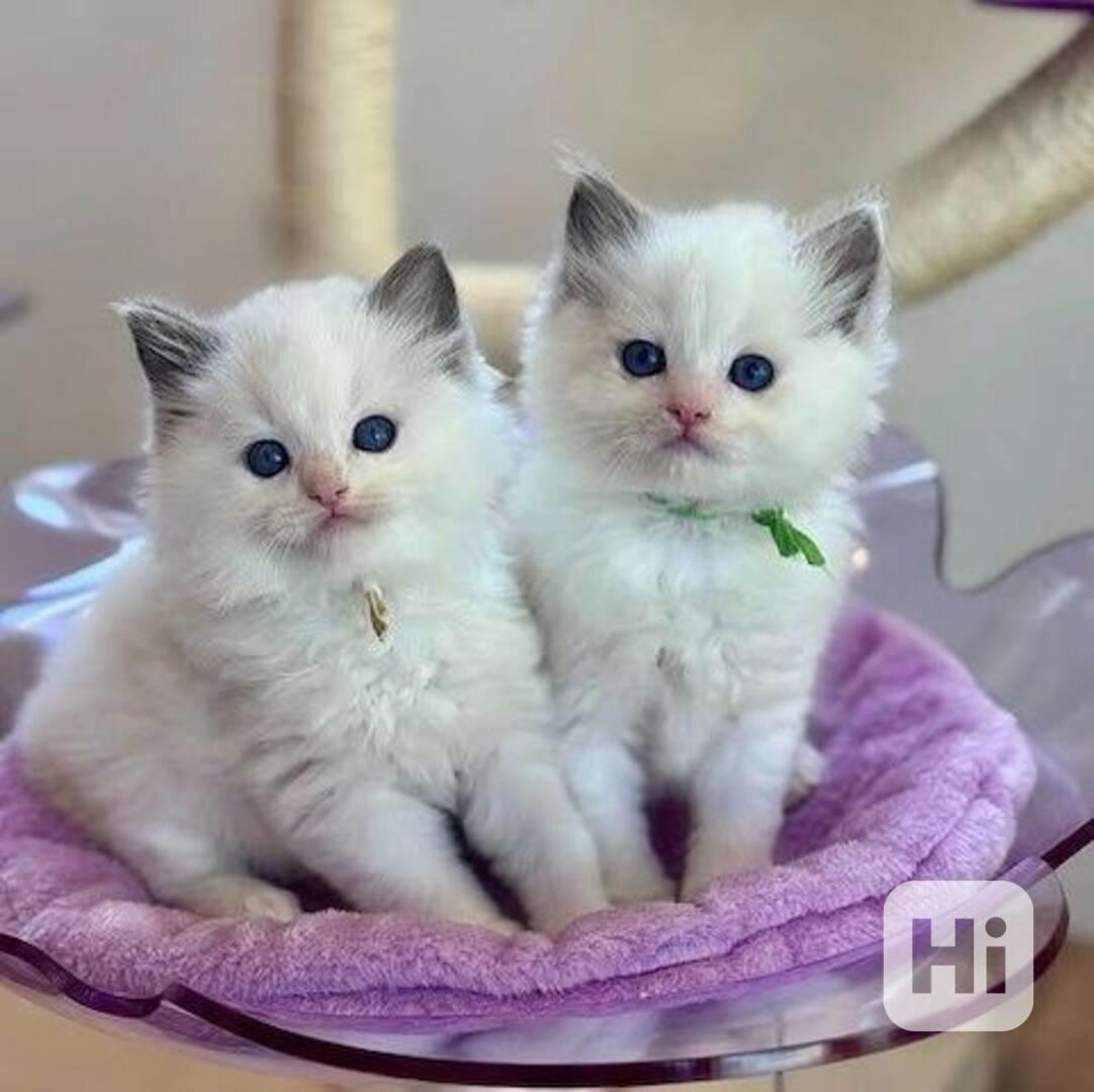 Koťata plemene Ragdoll - foto 1
