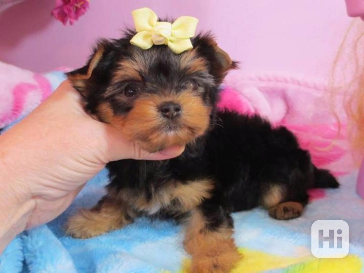 Roztomilá a milá štěňata jorkšírského teriéra - foto 1