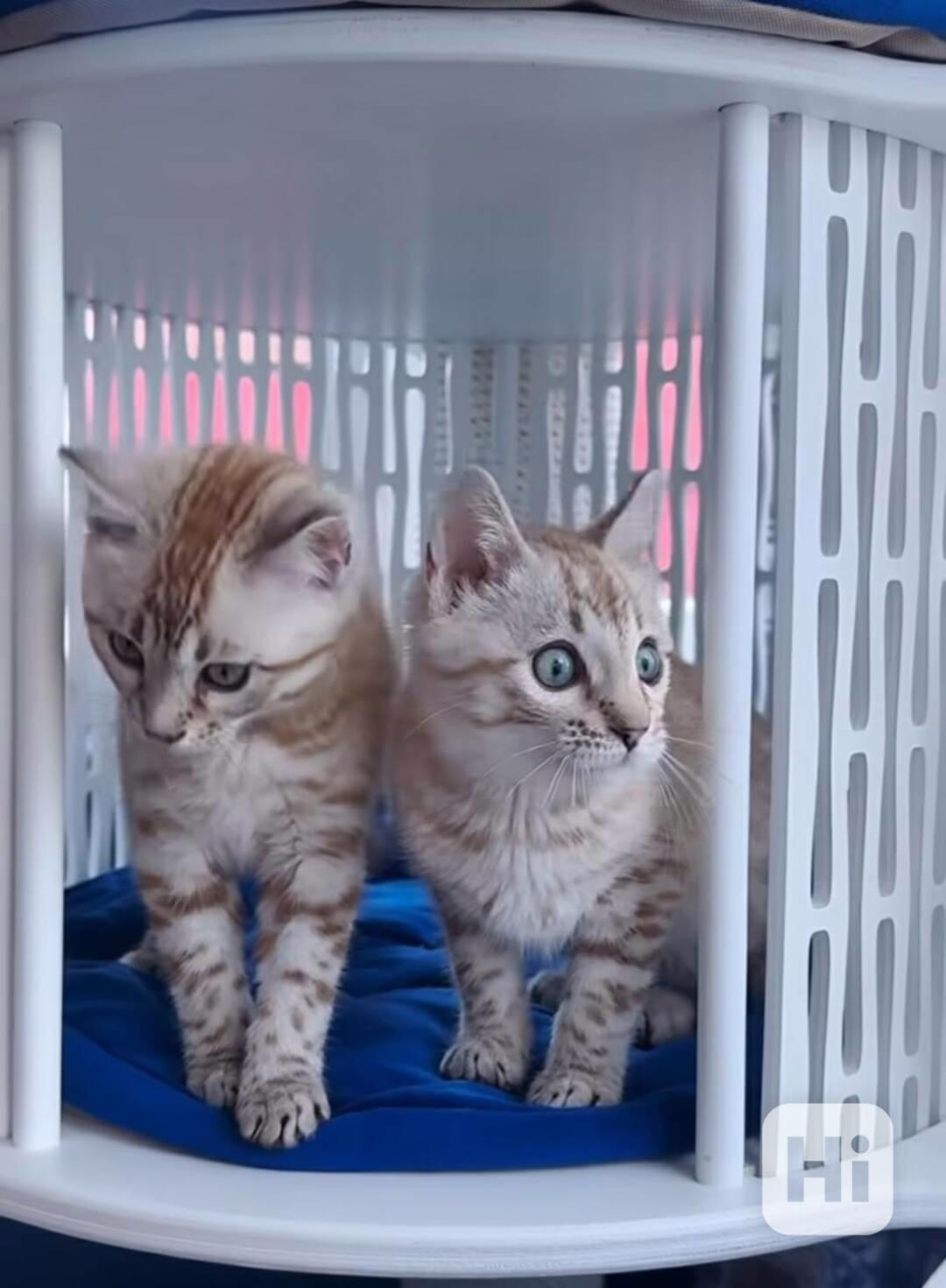 bengálská koťata  - foto 1