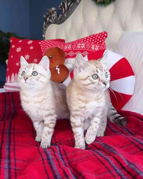 bengálská koťata  - foto 2