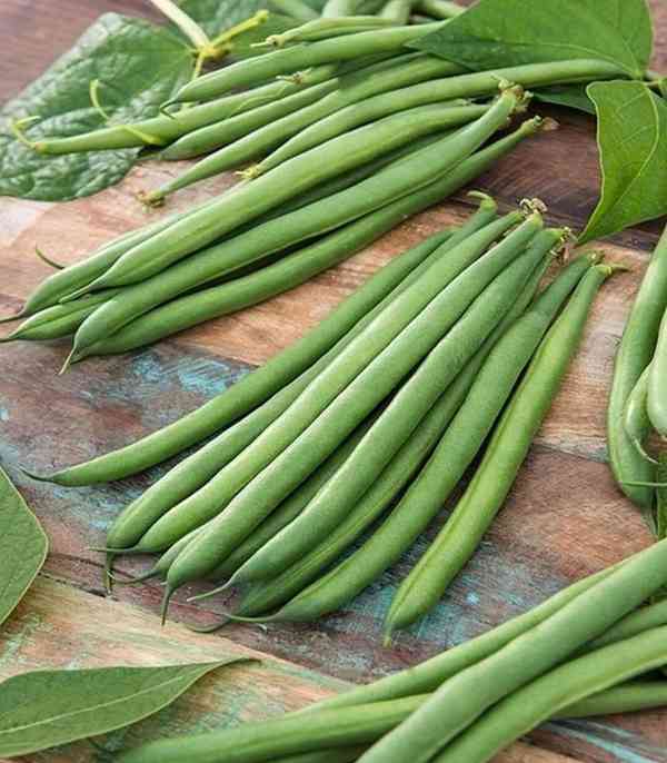 Fazol keříčkový Majorka na lusky - semena