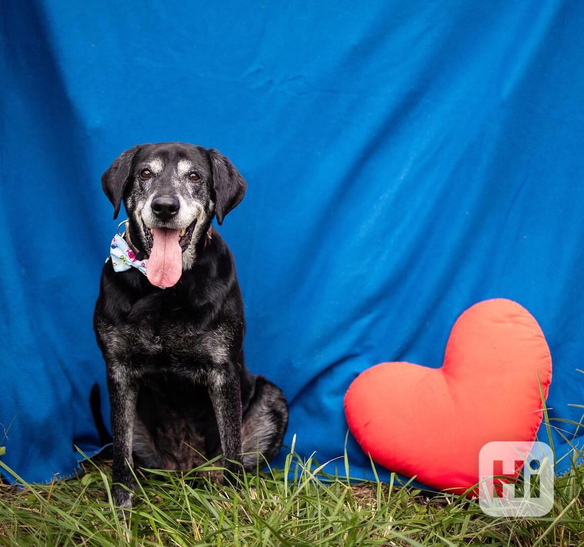 SID - 32 kg, kastrovaný psík 12 let  - foto 1