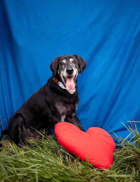 SID - 32 kg, kastrovaný psík 12 let  - foto 2