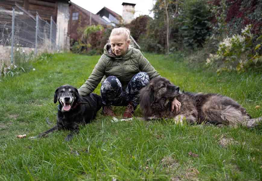 SID - 32 kg, kastrovaný psík 12 let  - foto 4