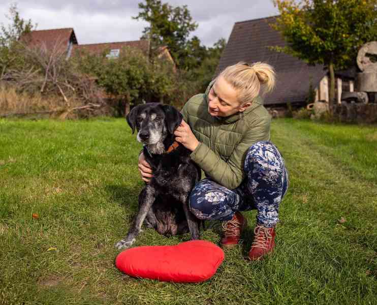 SID - 32 kg, kastrovaný psík 12 let  - foto 5