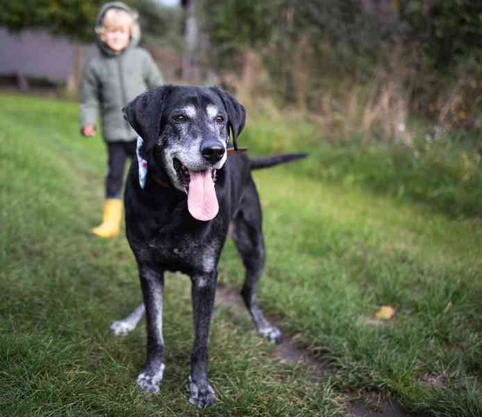 SID - 32 kg, kastrovaný psík 12 let  - foto 3