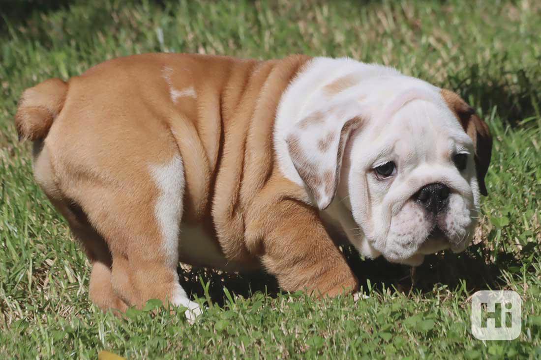 ✨ Pěkná 10týdenní štěňata anglického buldoka ✨🐶 - foto 1