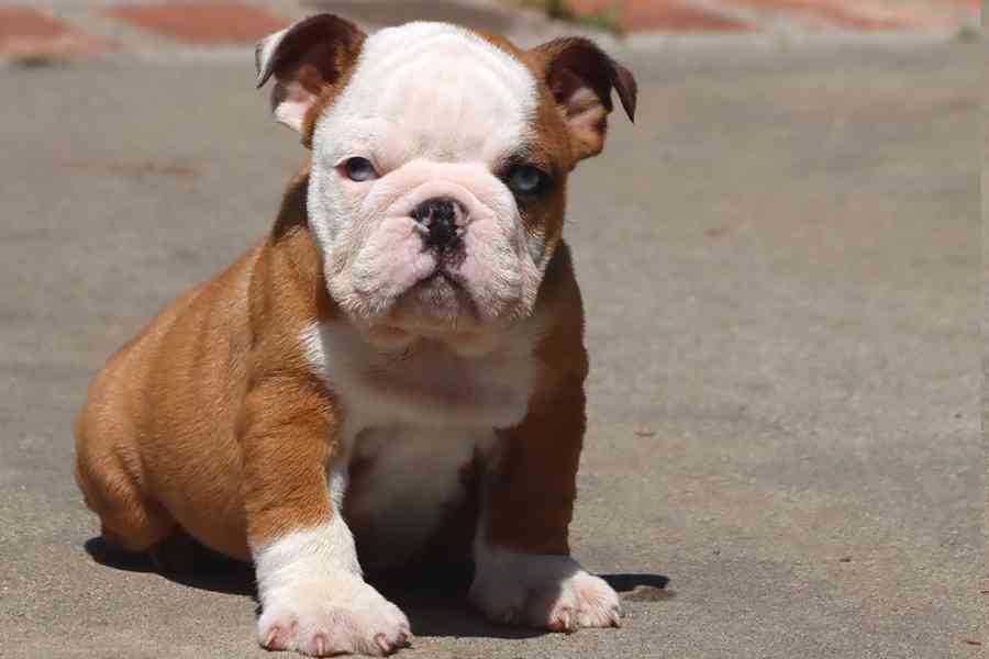 ✨ Pěkná 10týdenní štěňata anglického buldoka ✨🐶 - foto 4