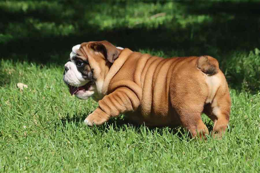 ✨ Pěkná 10týdenní štěňata anglického buldoka ✨🐶 - foto 3