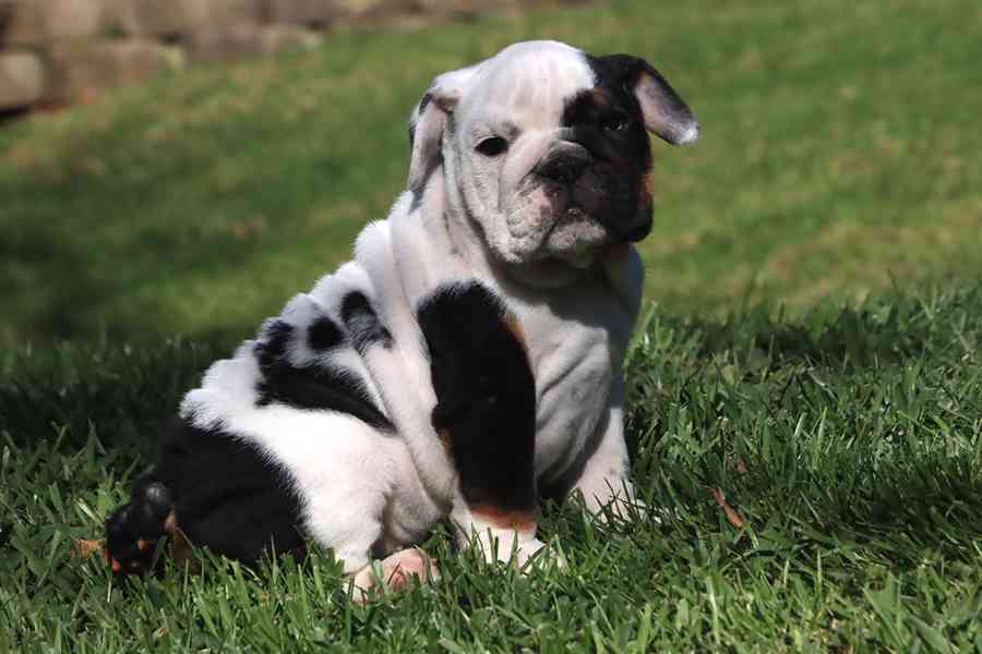 ✨ Pěkná 10týdenní štěňata anglického buldoka ✨🐶 - foto 2