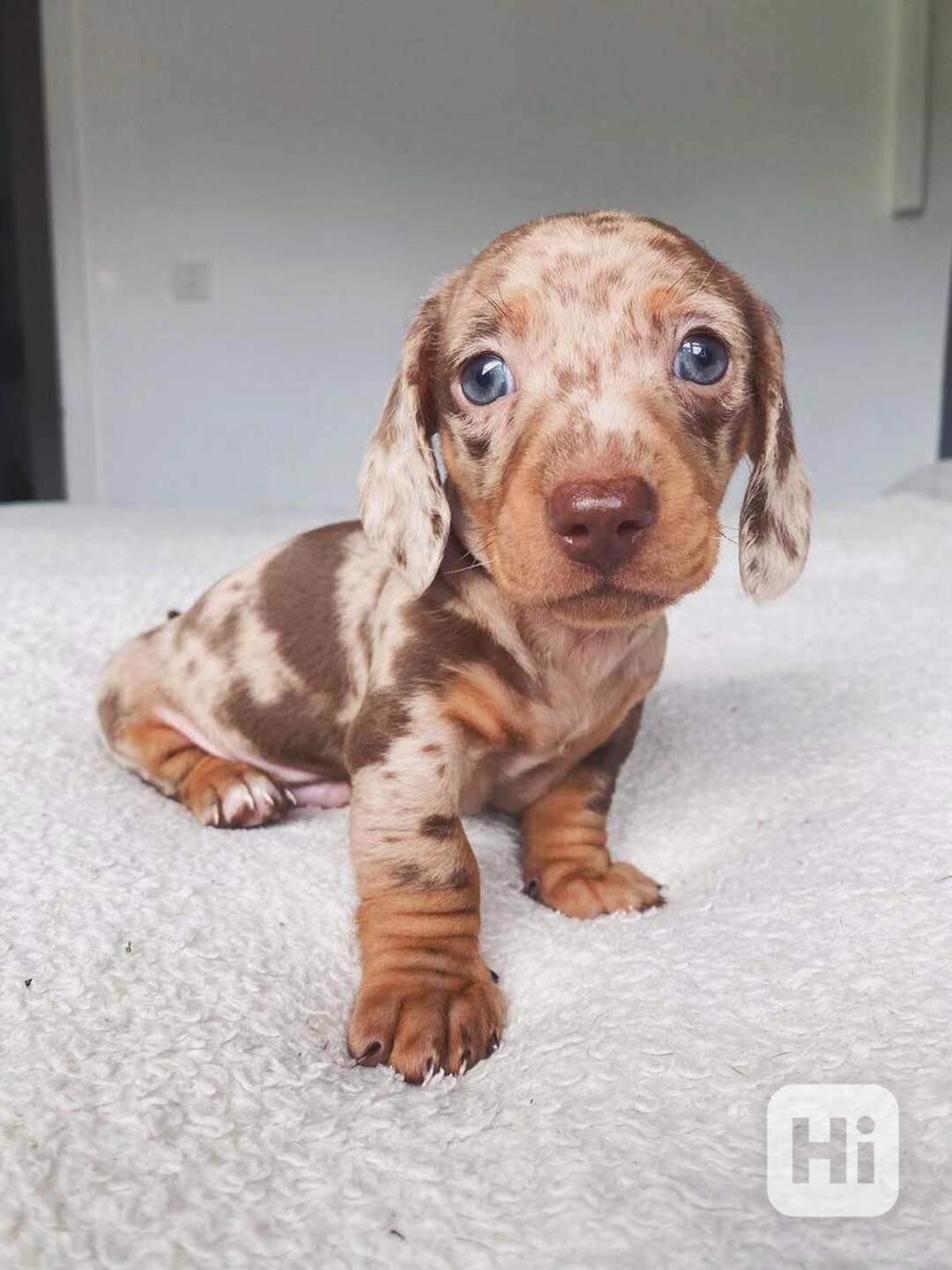 Roztomilé štěně jezevčíka k dispozici - foto 1