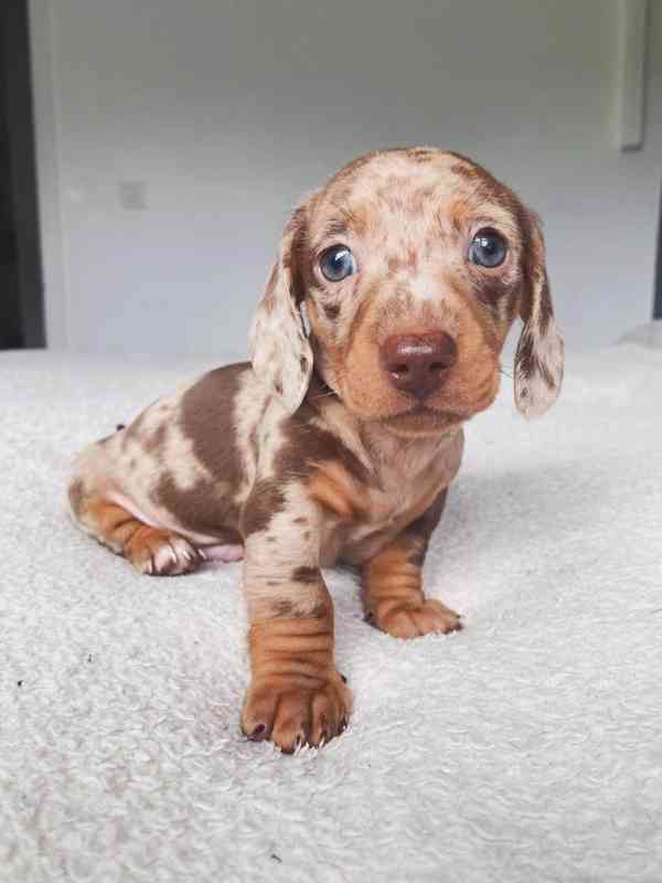 Roztomilé štěně jezevčíka k dispozici - foto 1