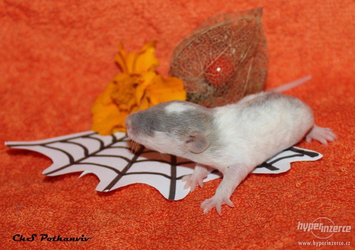 Potkaní miminka s VP - foto 1