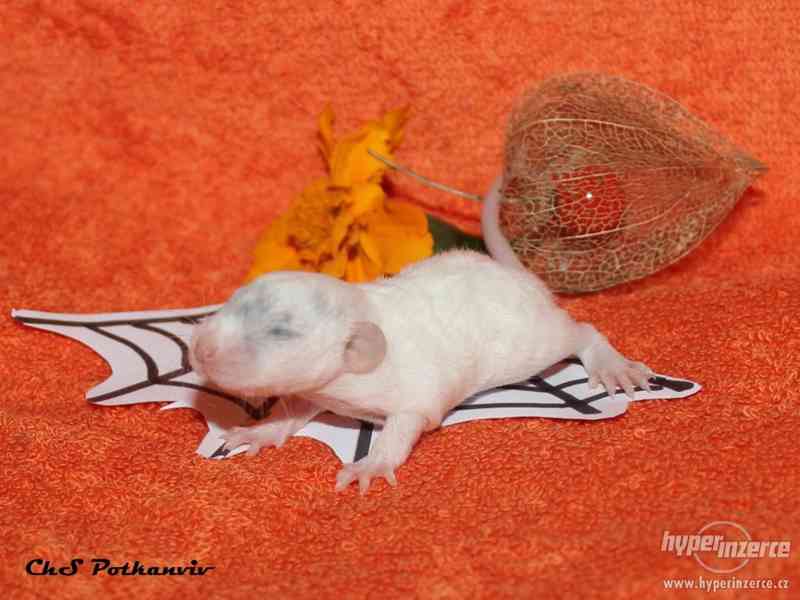Potkaní miminka s VP - foto 2