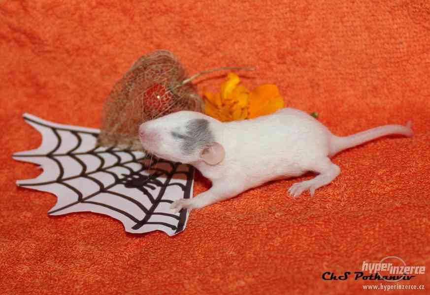 Potkaní miminka s VP - foto 3