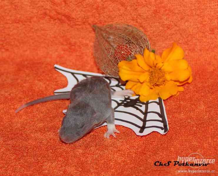 Potkaní miminka s VP - foto 4