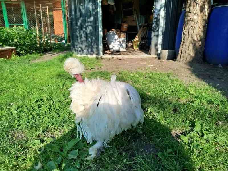 Kohout hedvábničky - foto 2