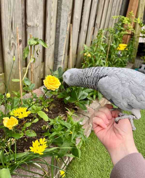Výjimeční afričtí papoušci šedí – elitní společníci - foto 4