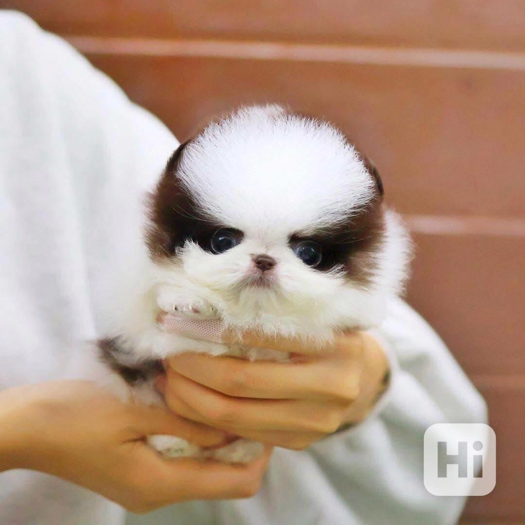 Krásná štěňata pomeranianů k dispozici - foto 1