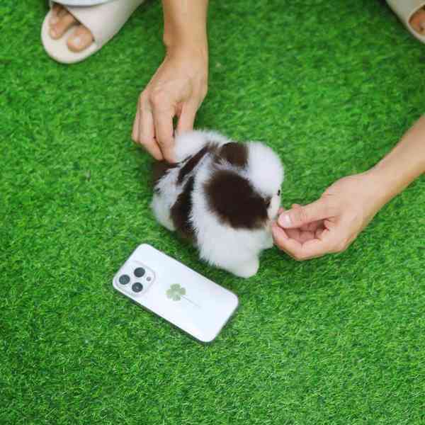 Krásná štěňata pomeranianů k dispozici - foto 2