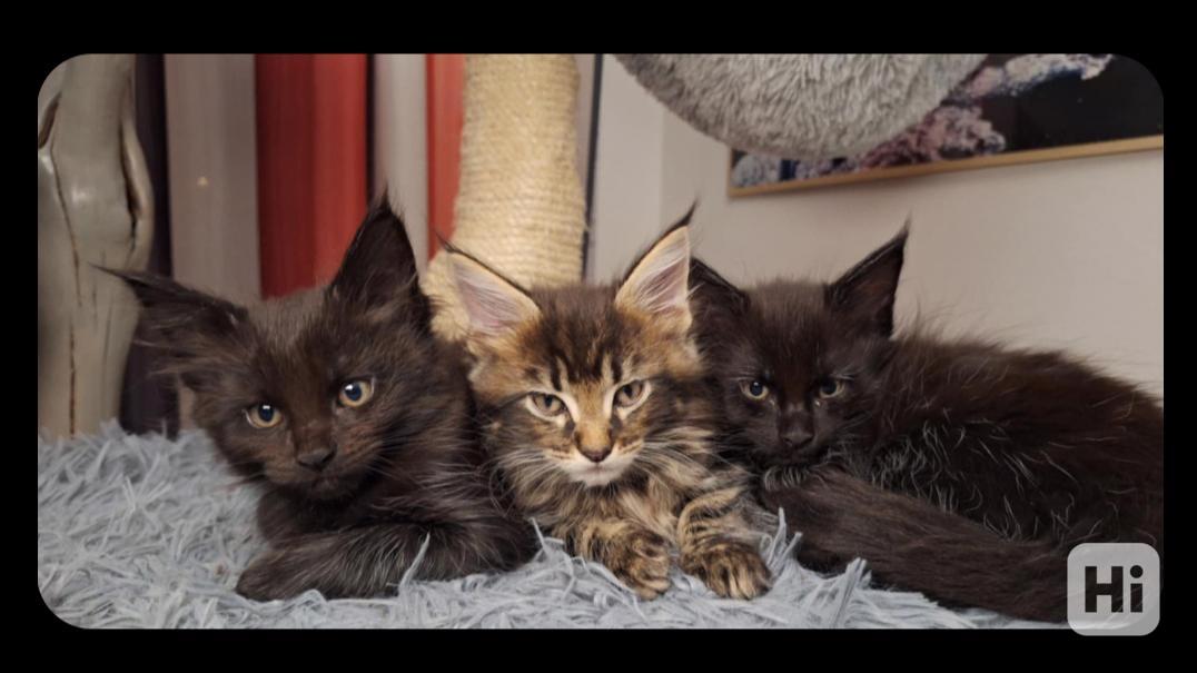 Mainská mývalí koťátka  - foto 1