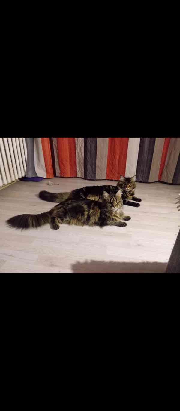 Mainská mývalí koťátka  - foto 7