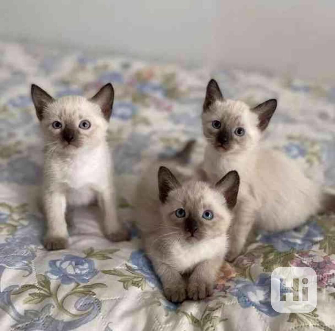 Siamská koťátka k volné adopci - foto 1