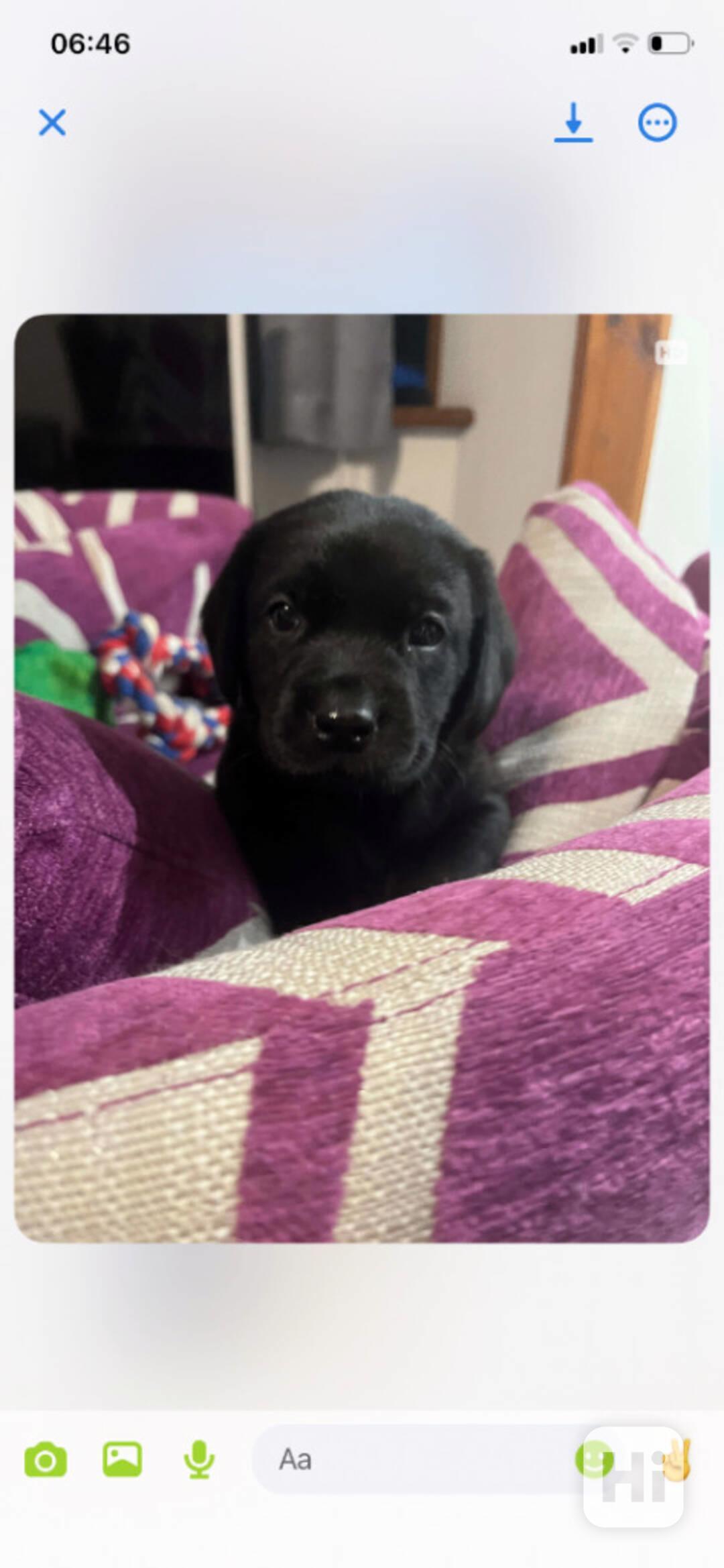 Labradorský retrívr  - štěňata s PP - foto 1